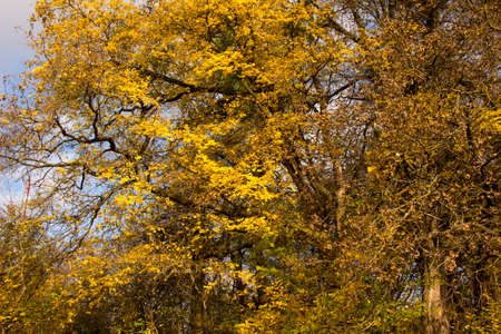 Autumn forest treesの写真素材