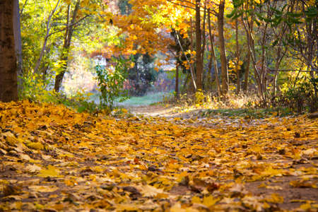Autumn forest trees