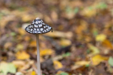Brown mushroom on a background of yellow leaves.