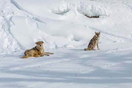 Two mongrel dogs in the snow in winter.
