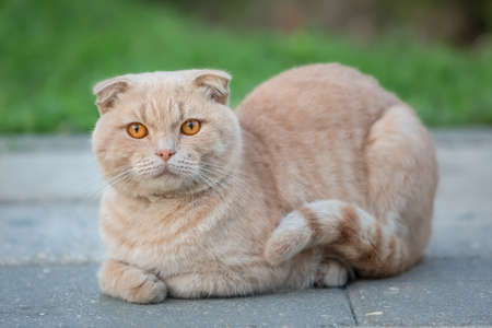 A beautiful red cat sits elegantly on the sidewalkの写真素材
