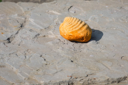 Petrified Ammonoid. An ancient fossil.の写真素材