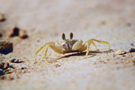 The crab in the beach, I took this shot in a summer day on one of Phuket,Thailand beaches  
