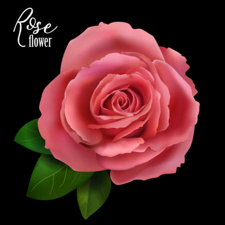 Red rose with green leaves, realistic on black background. Vector illustration.のイラスト素材