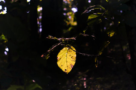 Close up of a yellow leaf in the rainforest of Belizeの写真素材