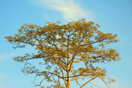 a cotton tree with green leaves under blue sky