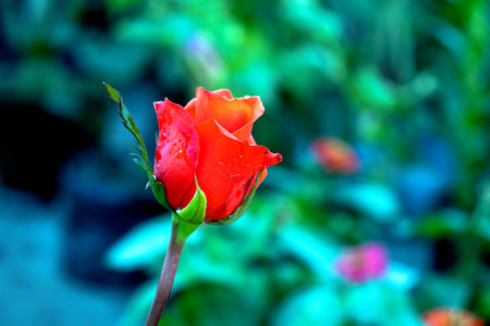 Red rose in the garden, shallow depth of field, soft focusの写真素材