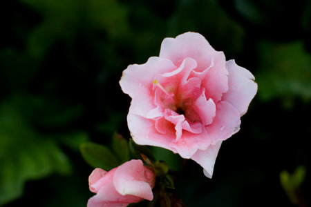 pink and white rose flower on green leaf background in the gardenの写真素材