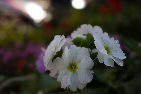 Primrose flower in the garden with bokeh lights background.の写真素材