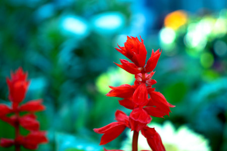 Beautiful red flower in the garden. Shallow depth of field.