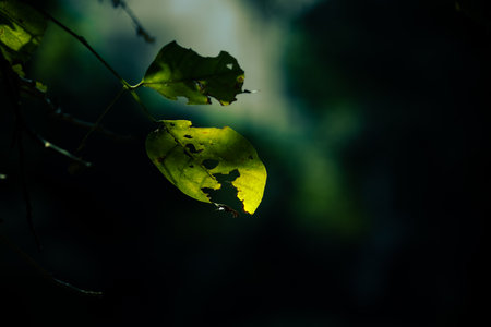 Leaves in the forest at night. Natural background. Selective focus.