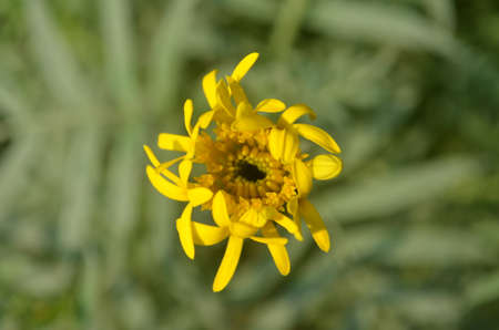 marigold flowerの写真素材