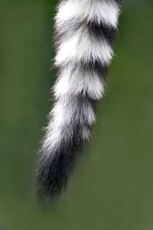 A beautiful black and white long tail of lemurの写真素材