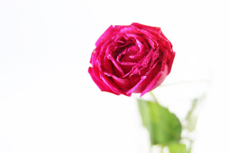 Beautiful red rose close-up shootの写真素材