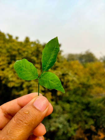 The picture of the Indian man's hand holding Bael leaf . Bael is the most ancient sacred tree of India.の写真素材