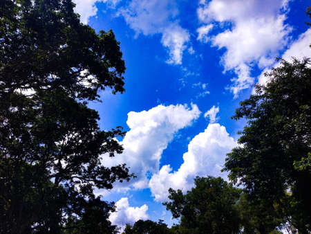 Beautiful cloudy sky with tropical trees.This image was taken on AUG 2019.