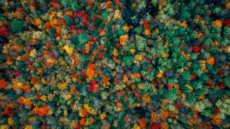 aerial view of forests. Colourful trees.