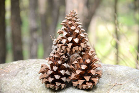 the pine cone fruitsの写真素材