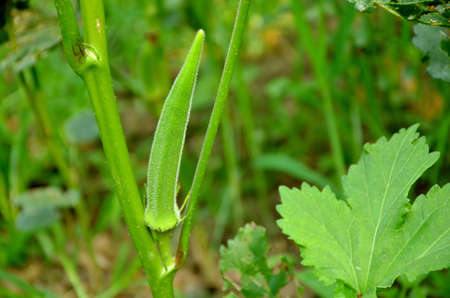 the ripe green ladyfinger with leaves and plant.の写真素材