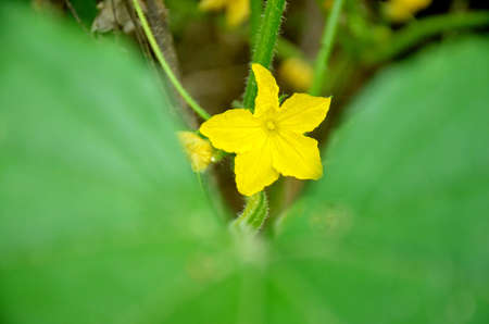 the yellow cucumber flower with green leaves and vine.の写真素材