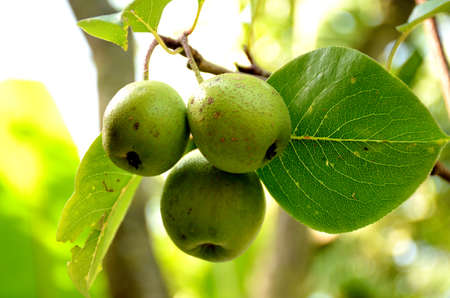 the green ripe pear with leaves and branch in the garden.の写真素材