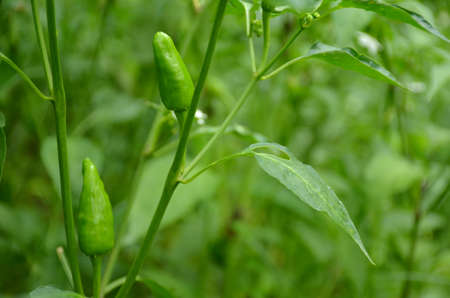 the ripe green chilly with leaves and plant.の写真素材