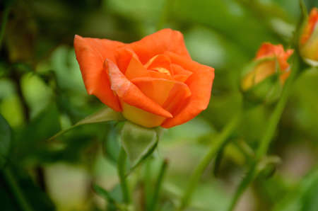 the orange color rose flower with green leaves and branchの写真素材