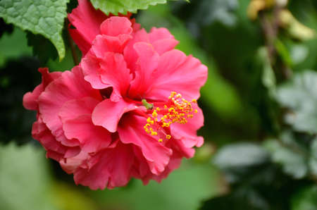beautiful pink color flower of hibiscus with green leaves and branch.の写真素材
