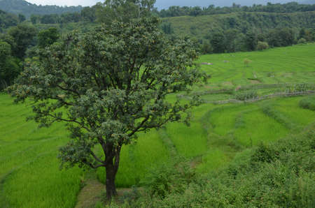 the green big mango tree with raw fruit in the field.の写真素材