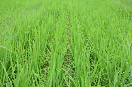 the green paddy plant seedlings in the field.の写真素材