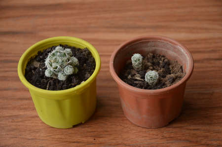 the beautiful cactus plant seedlings in the two small pots.の写真素材