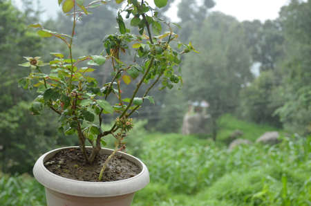 the green flower plant seedlings in the pot .の写真素材