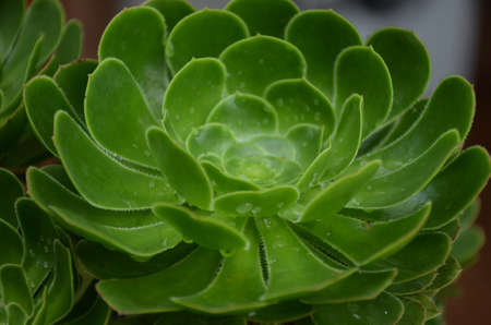 the green flower plant seedlings in the pot .の写真素材