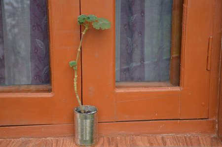 the green flower plant seedlings in the pot .の写真素材