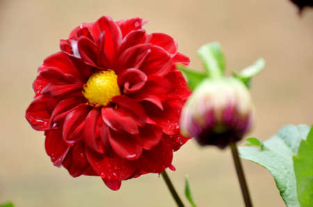 the beautiful red dahlia flower with bloom .の写真素材