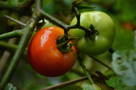 the pair of ripe tomato with leaves and plant.の写真素材