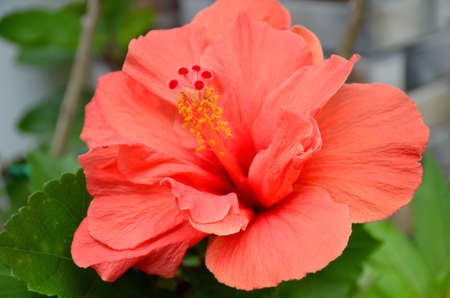 he beautiful orange color flower of hibiscus with green leaves.の写真素材