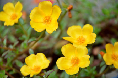the beautiful yellow flower of petunia with leaves and plant.の写真素材