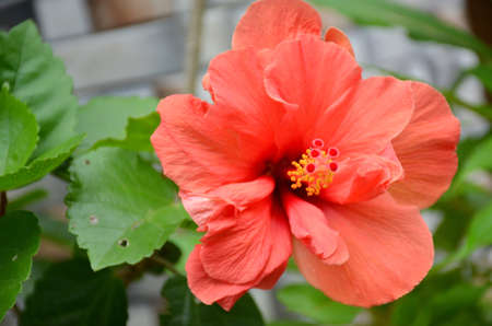 the beautiful orange color flower of hibiscus with green leaves.の写真素材