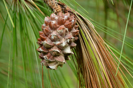 the brown pine cone with leaves and branch in the forestの写真素材