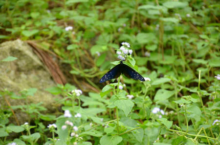 the blue color butterfly on the grass plant in the forest.の写真素材