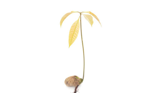 the brown red mango complex soil heap isolated on white backgroundの写真素材