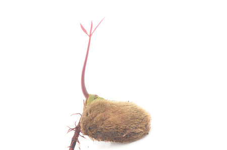 the brown red mango complex soil heap isolated on white background