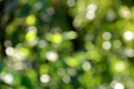 the green tree and leaf are blur on the background.の写真素材