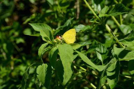 the small yellow butterfly on the green grass plant.の写真素材