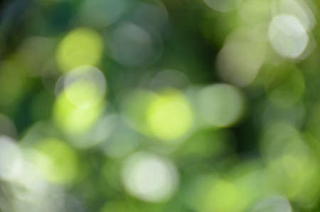 the green tree and leaf are blur on the background.の写真素材