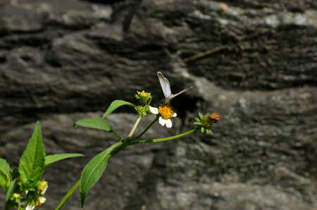 the white blue small butterfly hold on white flower with plant.の写真素材