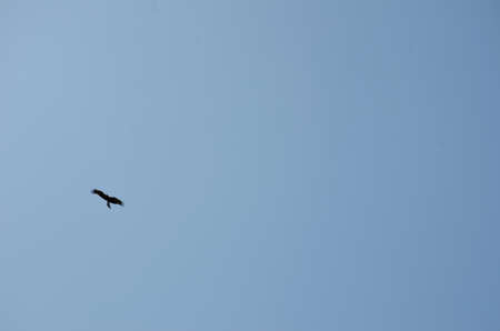 the black eagle flying on the blue sky.の写真素材