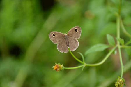 the small beautiful brown butterfly hold on white flower with plant.の写真素材