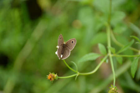 the small beautiful brown butterfly hold on white flower with plant.